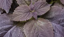 Solenostemon 'Black Prince'