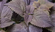 Solenostemon 'Black Prince'