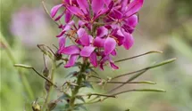 Spinnenblume