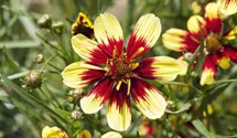Mädchenauge 'Bengal Tiger'