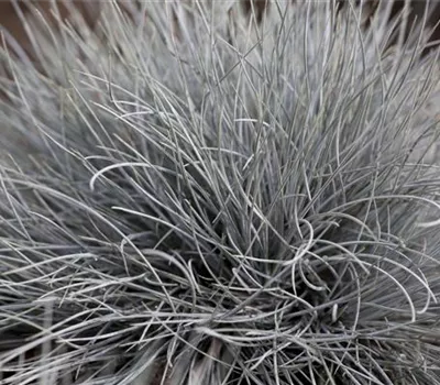 Festuca glauca 'Eisvogel'