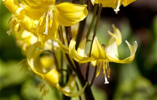 Forellenlilie 'Pagoda'