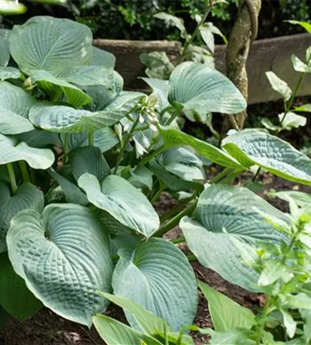 Hosta sieboldiana 'Big Daddy'