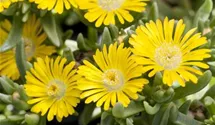 Delosperma Wheels of Wonder® 'Golden Wonder'