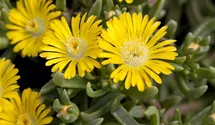 Delosperma Wheels of Wonder® 'Golden Wonder'