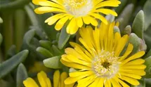 Delosperma Wheels of Wonder® 'Golden Wonder'
