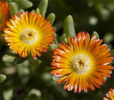 Mittagsblume 'Wheels of Wonder'® Orange Wonder
