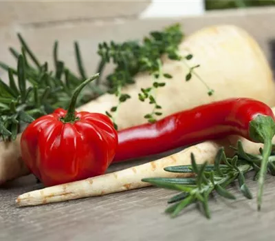 Habanero Chili 'Calita® Red'