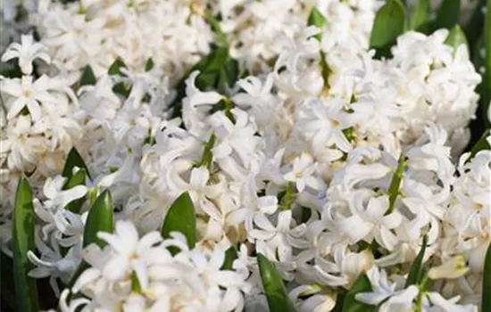 Hyazinthe 'White Pearl'