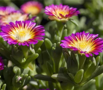 Mittagsblume Wheels of Wonder® 'Purple Wonder'