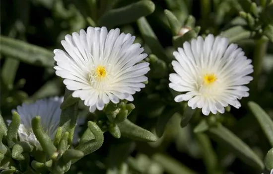 Mittagsblume Wheels of Wonder® 'White Wonder'