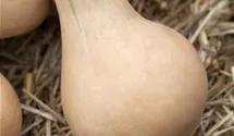 Cucurbita moschata 'Butternut'