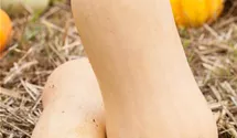 Cucurbita moschata 'Butternut'