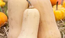 Cucurbita moschata 'Butternut'
