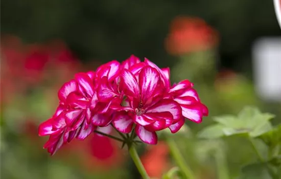 Hängegeranie 'Royal® CandyChoc'