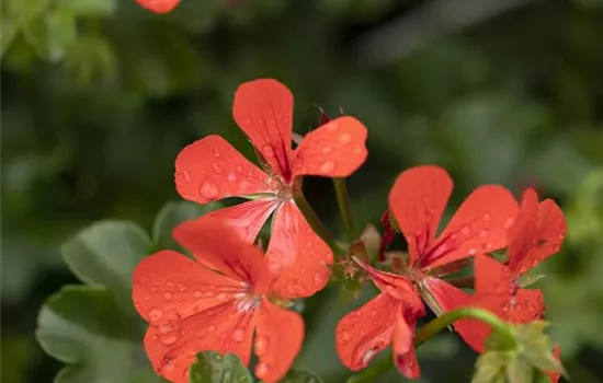 Hängegeranie 'Royal® Single Orange'