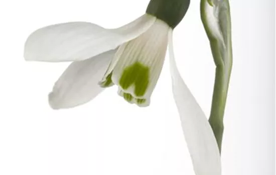 Galanthus nivalis