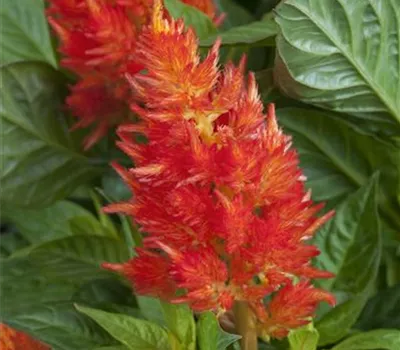 Federbusch 'Fire Red'