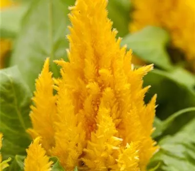 Federbusch 'First Flame'