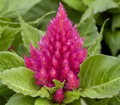 Federbusch 'Glow Pink'