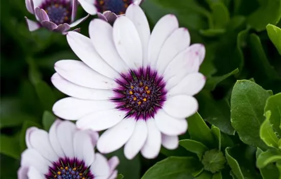 Kapkörbchen 'Daisy Zanzibar'