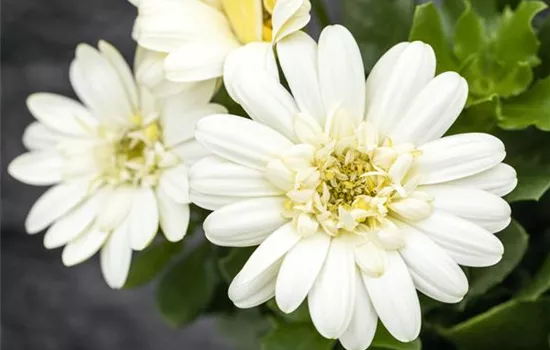 Kapmargerite 'Lemon Ice'