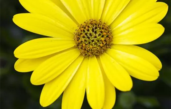 Kapmargerite 'Pure Yellow'