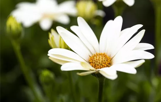 Kapmargerite 'SummerHero Creme'