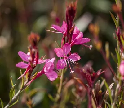 Gaura lindheimeri, pink