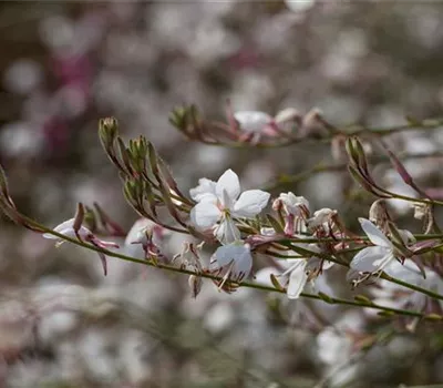 Gaura lindheimeri, weiß