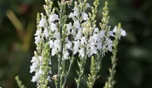 Linaria purpurea 'Springside White'