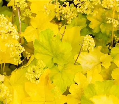 Heuchera Little Cuties 'Blondie in Lime'