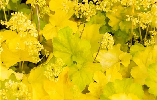 Heuchera Little Cuties 'Blondie in Lime'