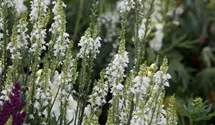 Linaria purpurea 'Springside White'