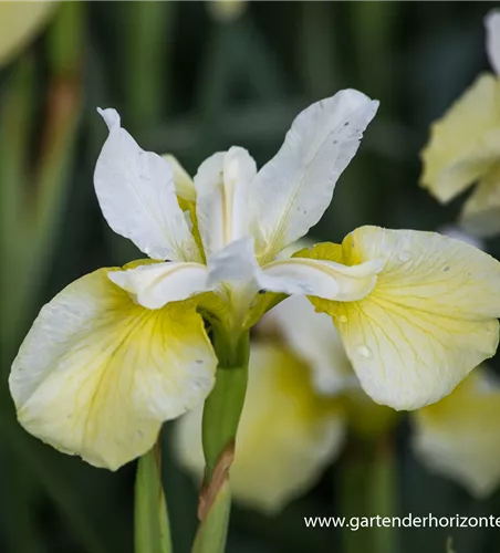 Iris sibirica 'Butter and Sugar'
