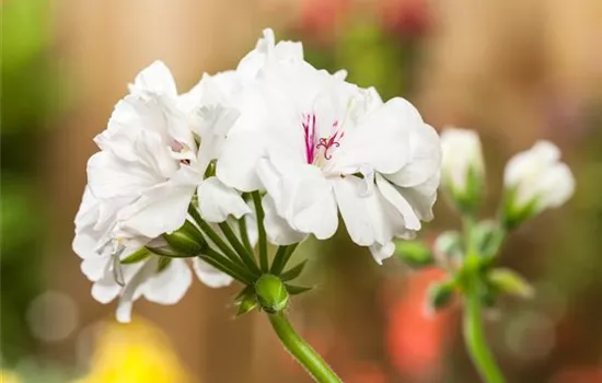 Geranie stehend 'Isabella'