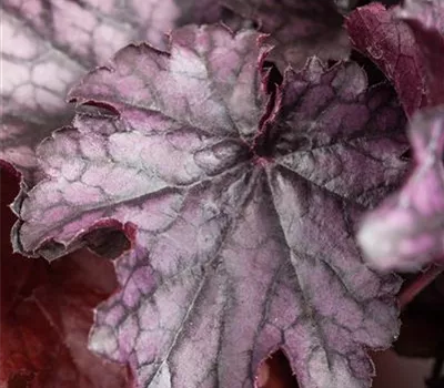 Heuchera 'Milan'