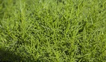 Santolina viridis 'Olivia'