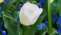 Tulipa 'Calgary'