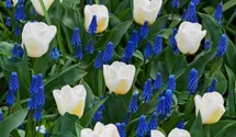 Tulipa 'Calgary'