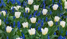 Tulipa 'Calgary'