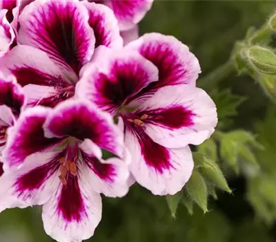 Pelargonium grandiflorum 'Bicolor'
