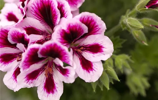Pelargonium grandiflorum 'Bicolor'