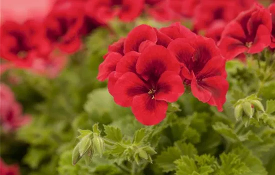 Pelargonium grandiflorum 'Bright Red'