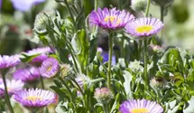 Erigeron x cult.'Foersters Liebling'