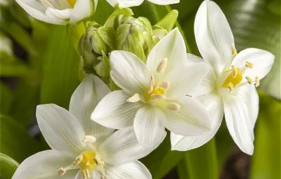 Weißer Dolden-Milchstern 