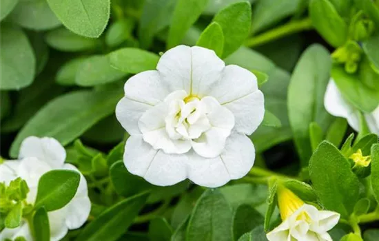 Zauberglöckchen 'Double Snow'