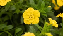 Calibrachoa 'Double Yellow' 