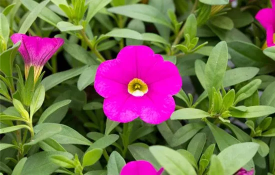 Zauberglöckchen 'Only Pink'