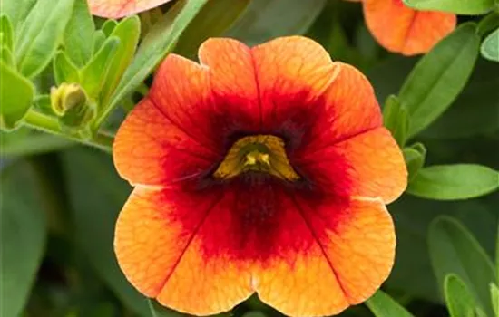 Zauberglöckchen 'Orange Red Eye' 